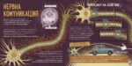 Човешкият мозък (Timelines) - Image 3